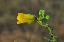 Image of Chamaecrista amiciella (H. S. Irwin & Barneby) H. S. Irwin & Barneby