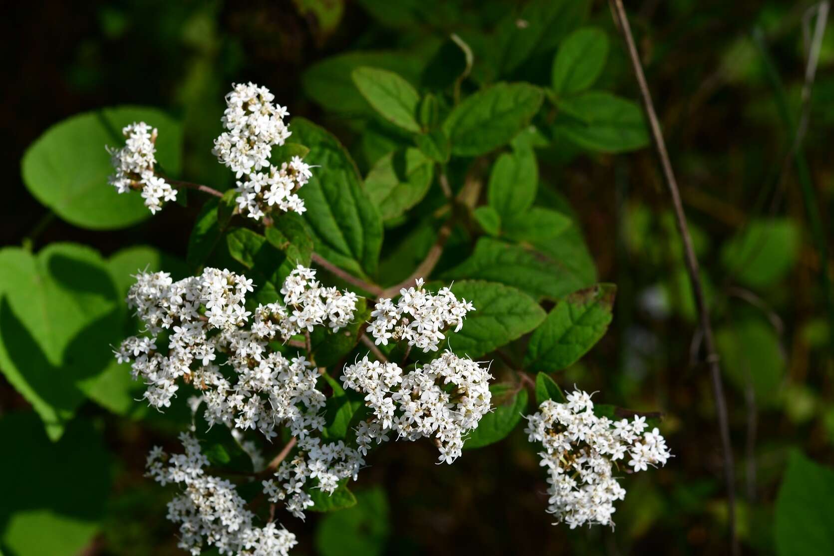 Stevia tomentosa Kunth resmi