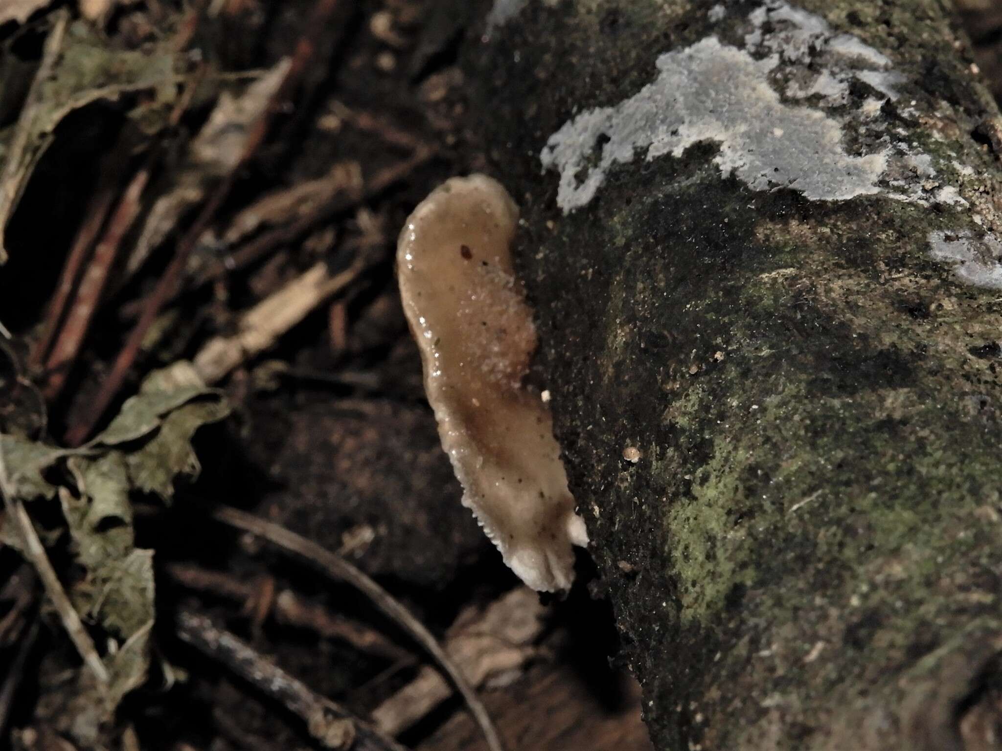 Image of Hohenbuehelia brunnea G. Stev. 1964