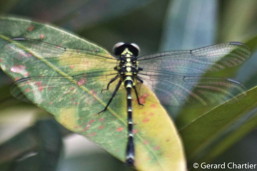 Image of Burmagomphus asahinai Kosterin, Makbun & Dawwrueng 2012