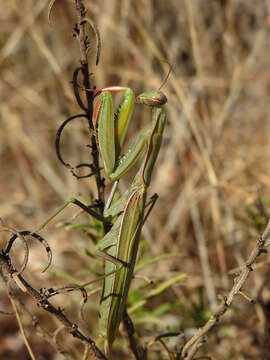 Image of Mantis religiosa religiosa (Linne 1758)