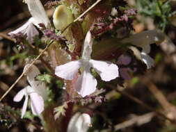 Imagem de Pedicularis sylvatica subsp. lusitanica (Hoffmgg. & Link) Coutinho