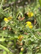 Image of Crotalaria eremicola Baker fil.