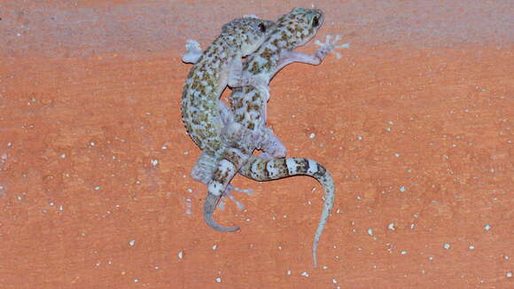 Image of Lane's Leaf-toed Gecko