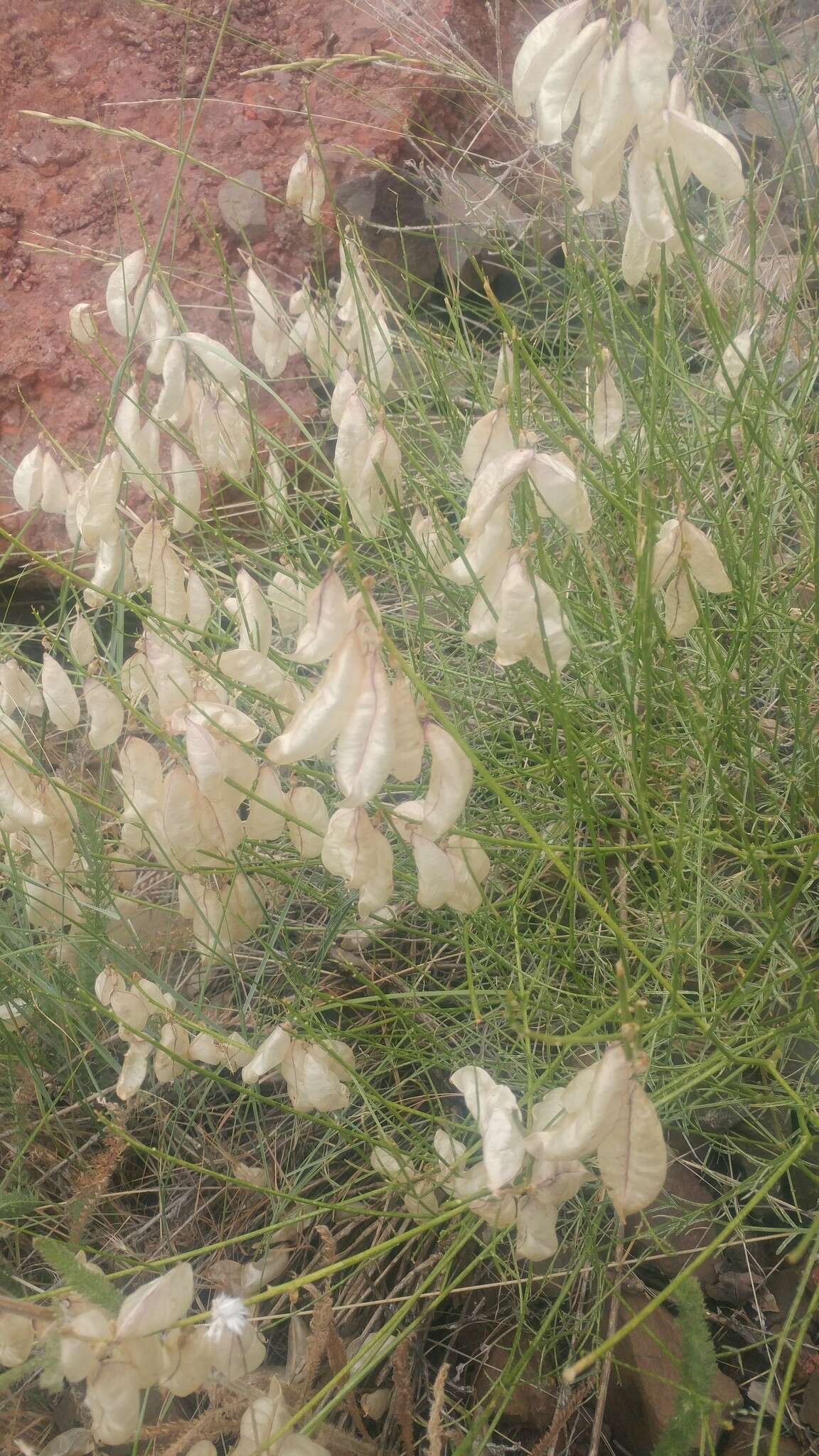 Imagem de Astragalus cusickii A. Gray