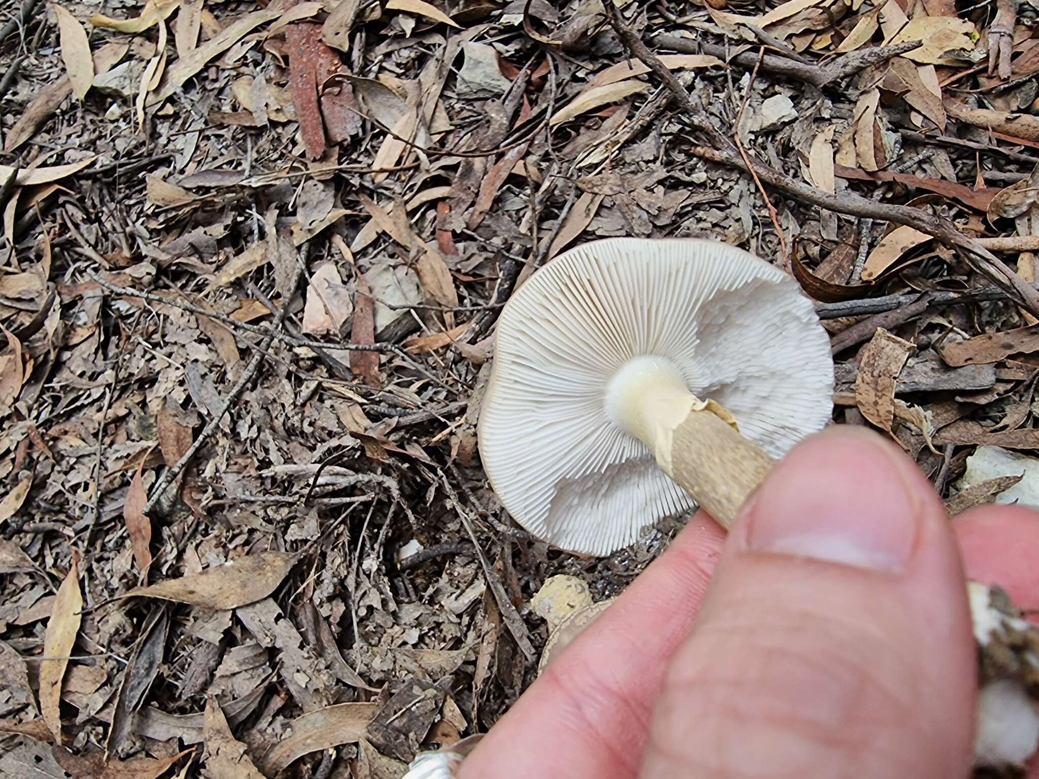 Image de Amanita luteolovelata D. A. Reid 1978