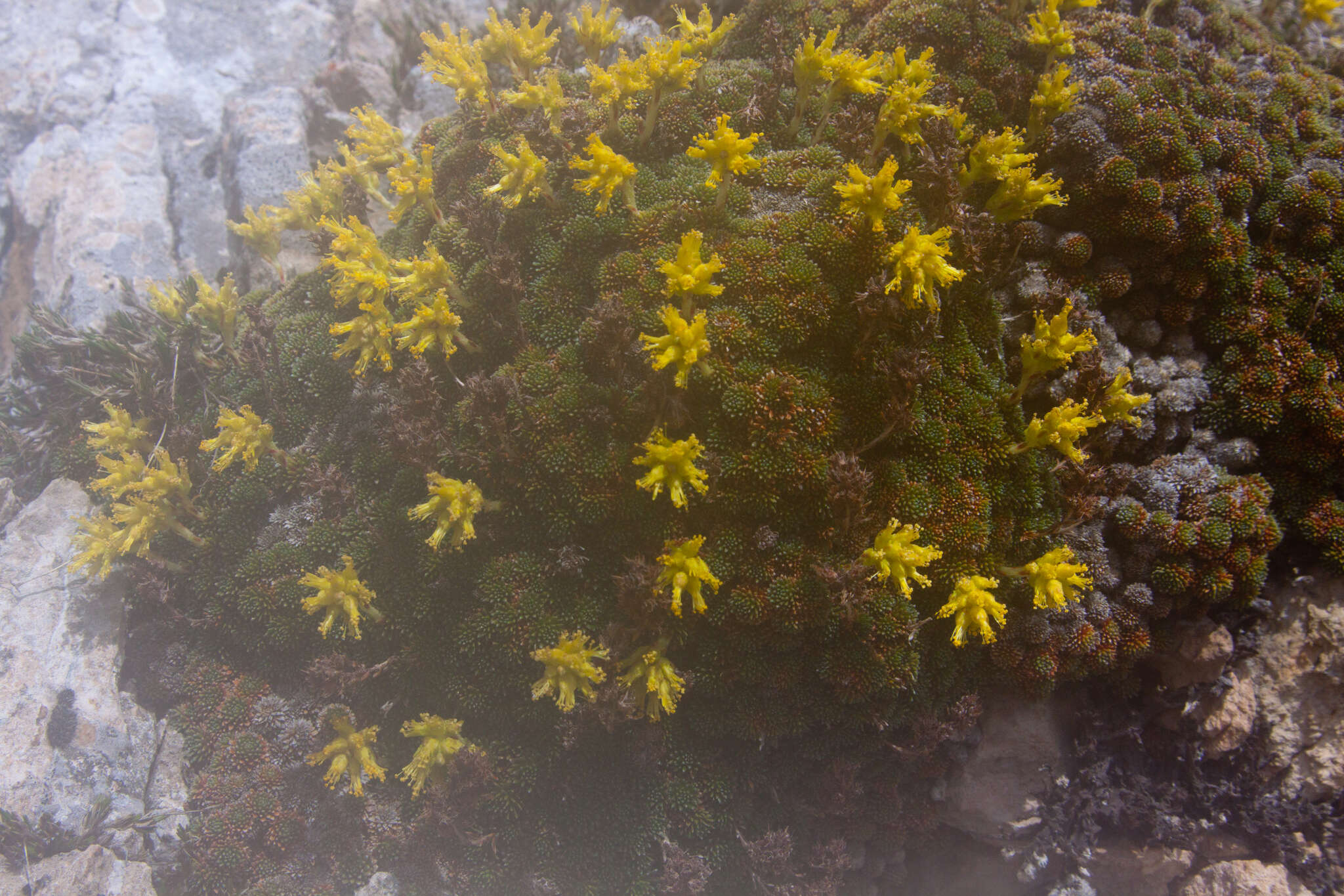 Image of Saxifraga scleropoda Somm. & Levier.