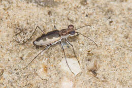 Image of White-cloaked Tiger Beetle