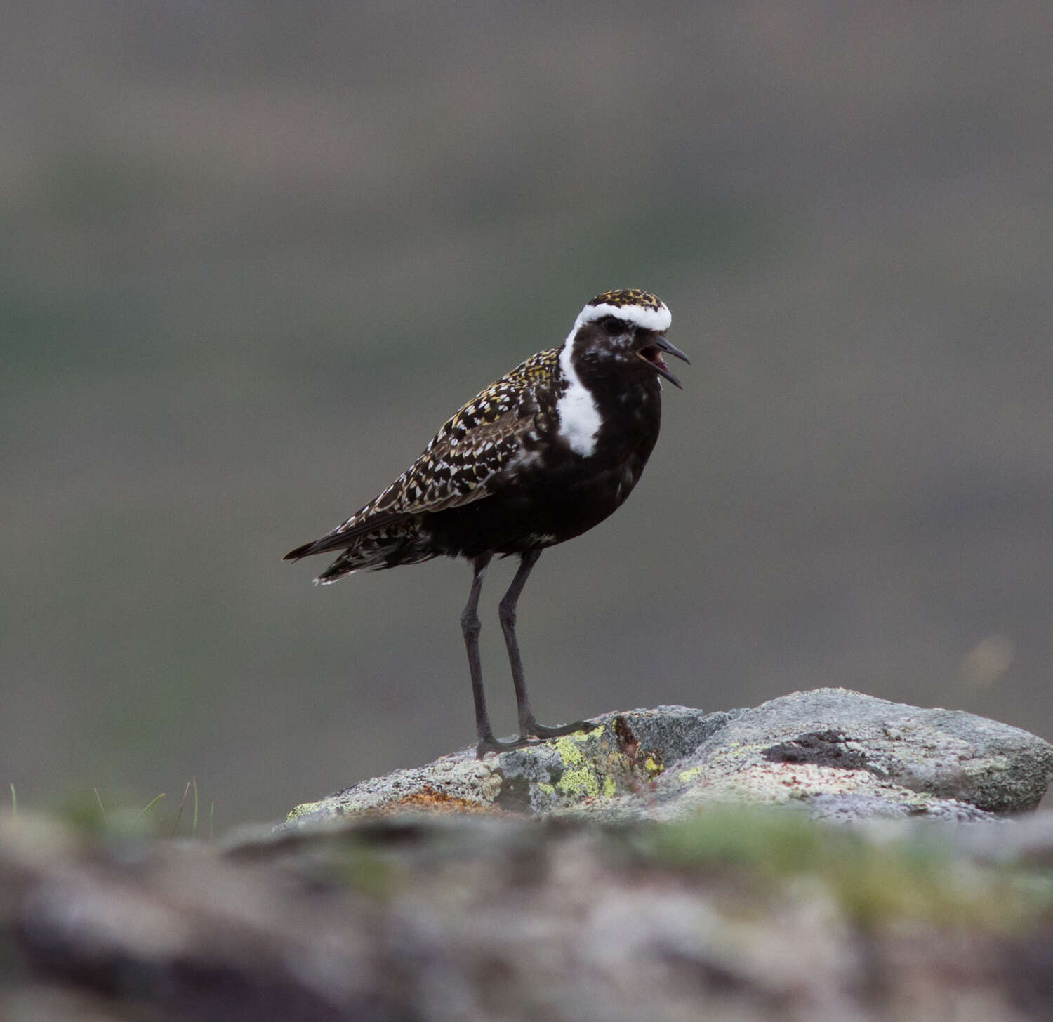 Image of American Golden Plover