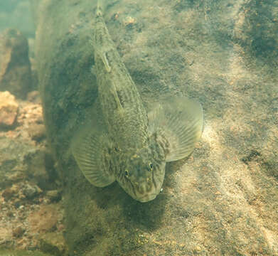 Image of loach gobies