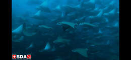 Image of Golden Cownose Ray