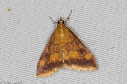 Image of Pyrausta onythesalis Walker 1859