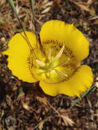 Image of yellow mariposa lily