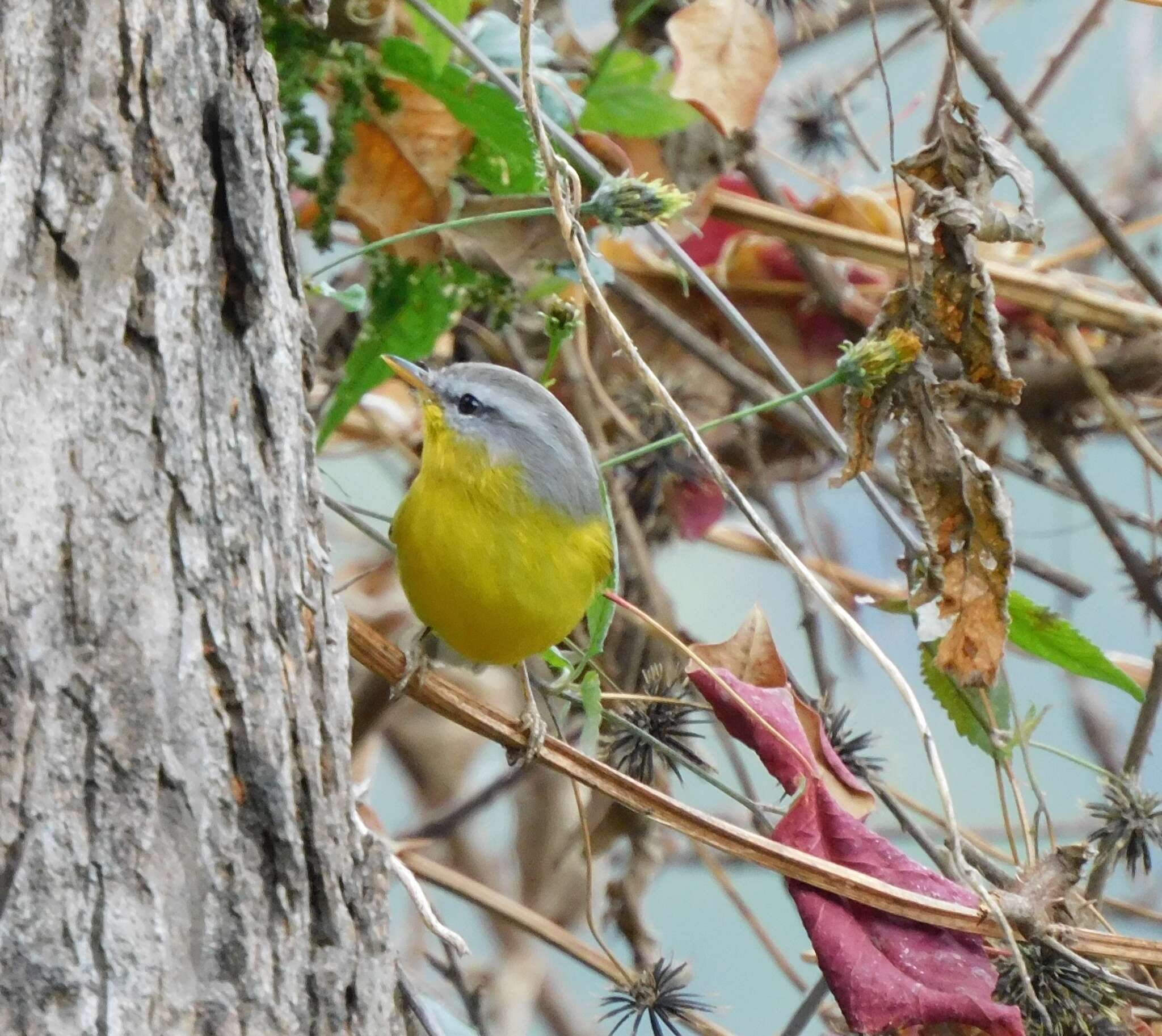 Image of Grey-hooded Warbler