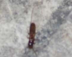Image of Subterranean termite