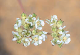 Image de Horkelia congesta subsp. nemorosa Keck