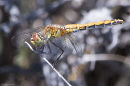 Image of Sympetrum semicinctum occidentale Bartenev 1915