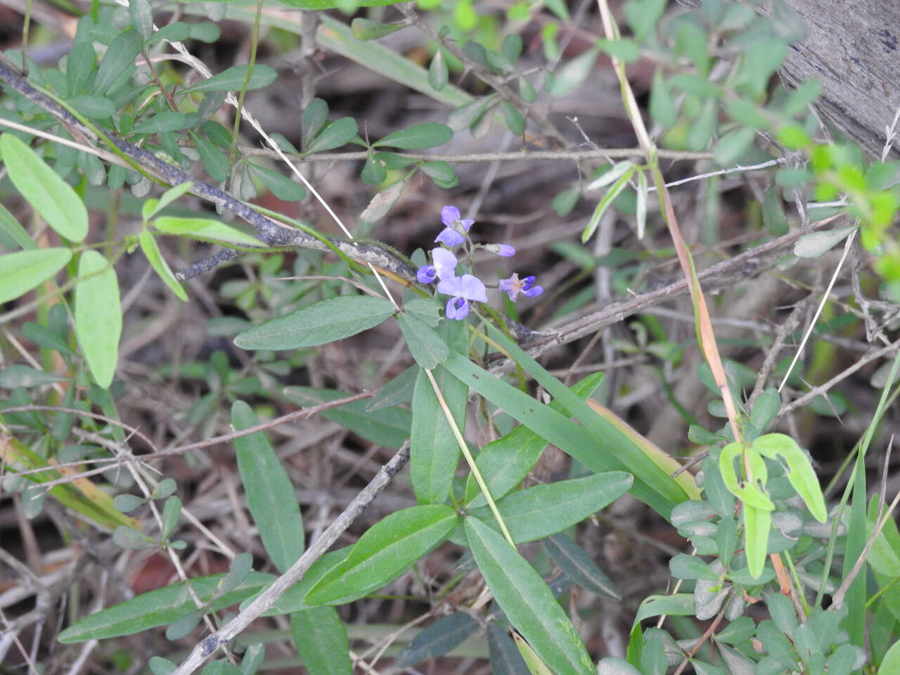 Glycine clandestina Wendl. resmi