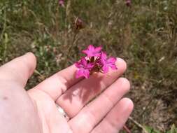 صورة Dianthus capitatus Balb. ex DC.