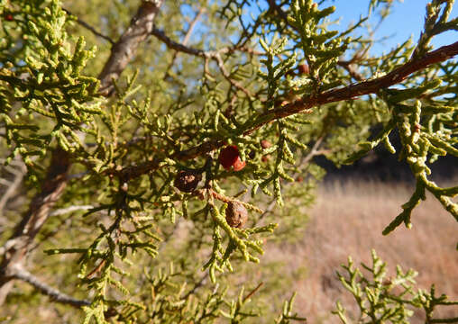 Plancia ëd Juniperus pinchotii Sudw.