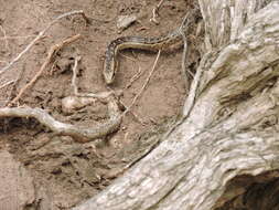 Image of Orange-bellied Racer