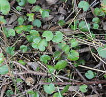 Image of Centella uniflora (Col.) Nannf.