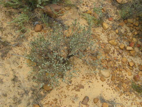 Image of Oedera relhanioides (Schltr.) N. G. Bergh