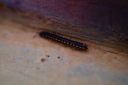 Image of Millipede