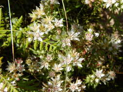 Image of Huachuca Mountain stonecrop