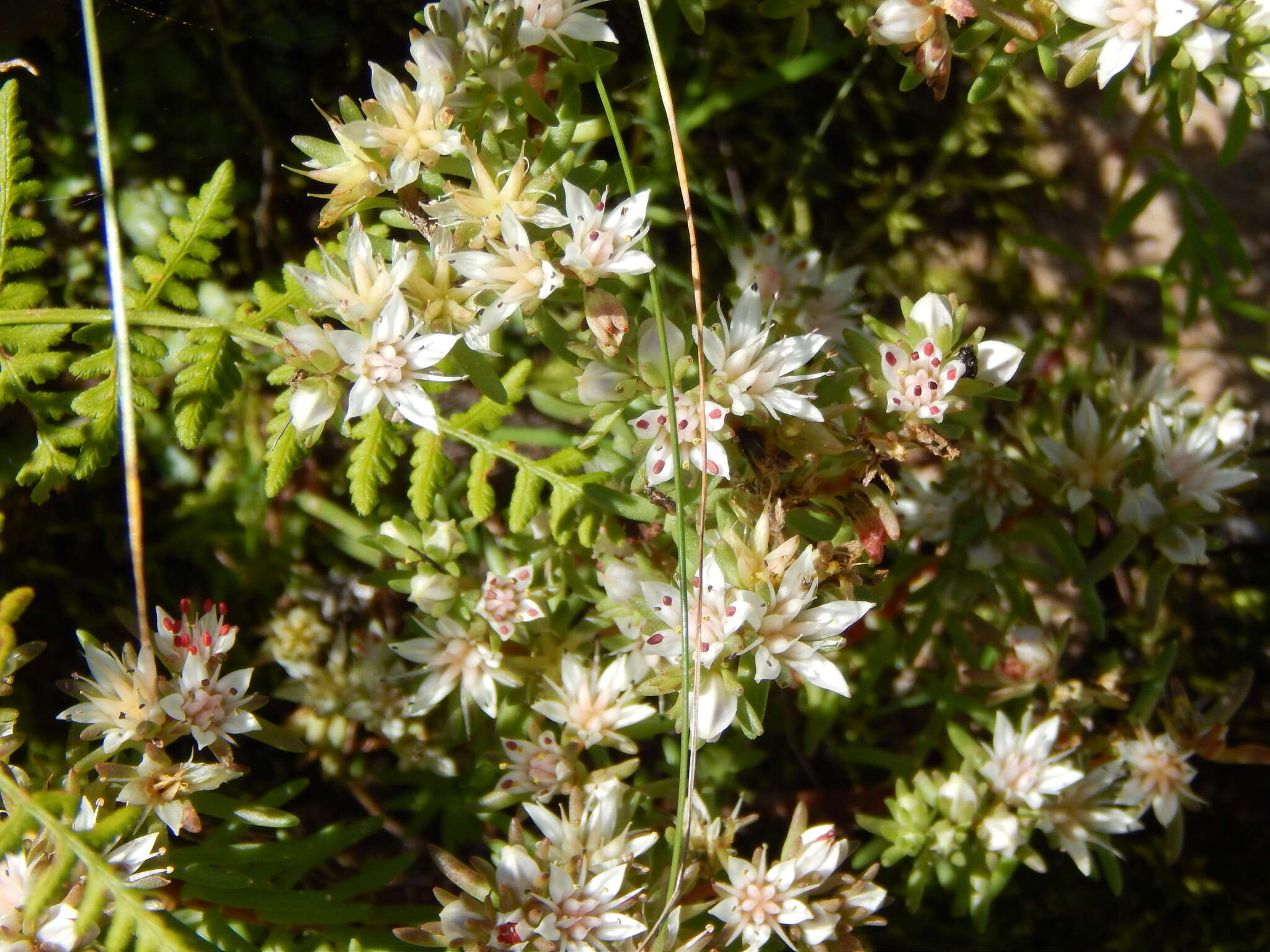 Image of Huachuca Mountain stonecrop