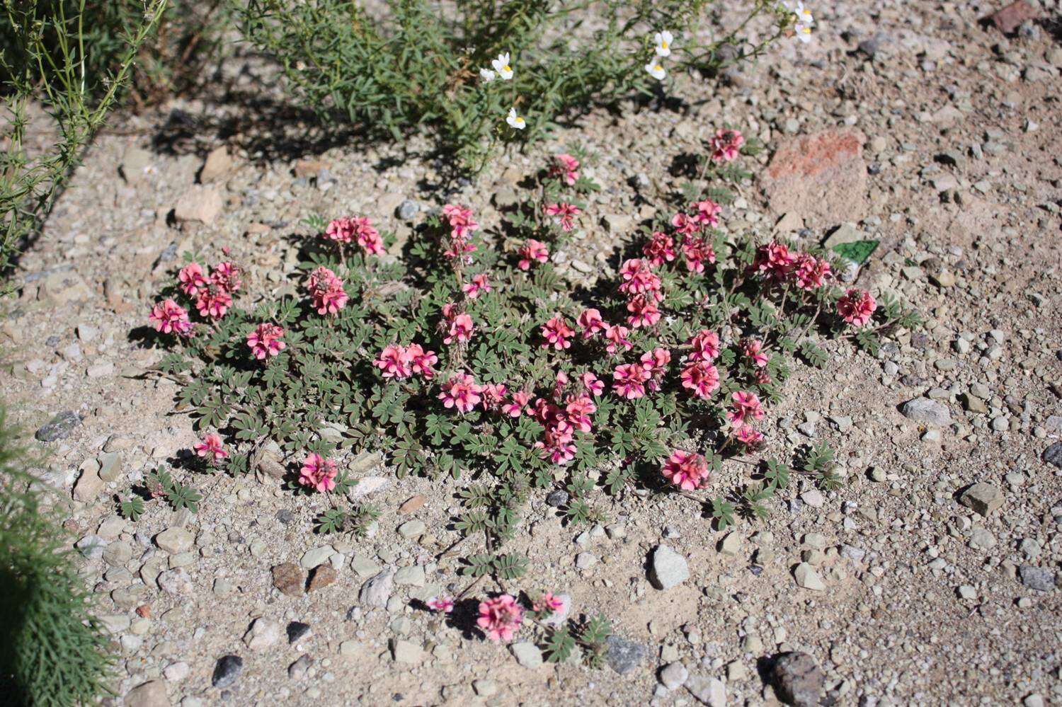 Plancia ëd Indigofera alternans DC.