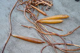 Image of New Zealand bull kelp