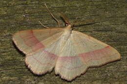 Image of Rhodostrophia vibicaria Clerck 1759