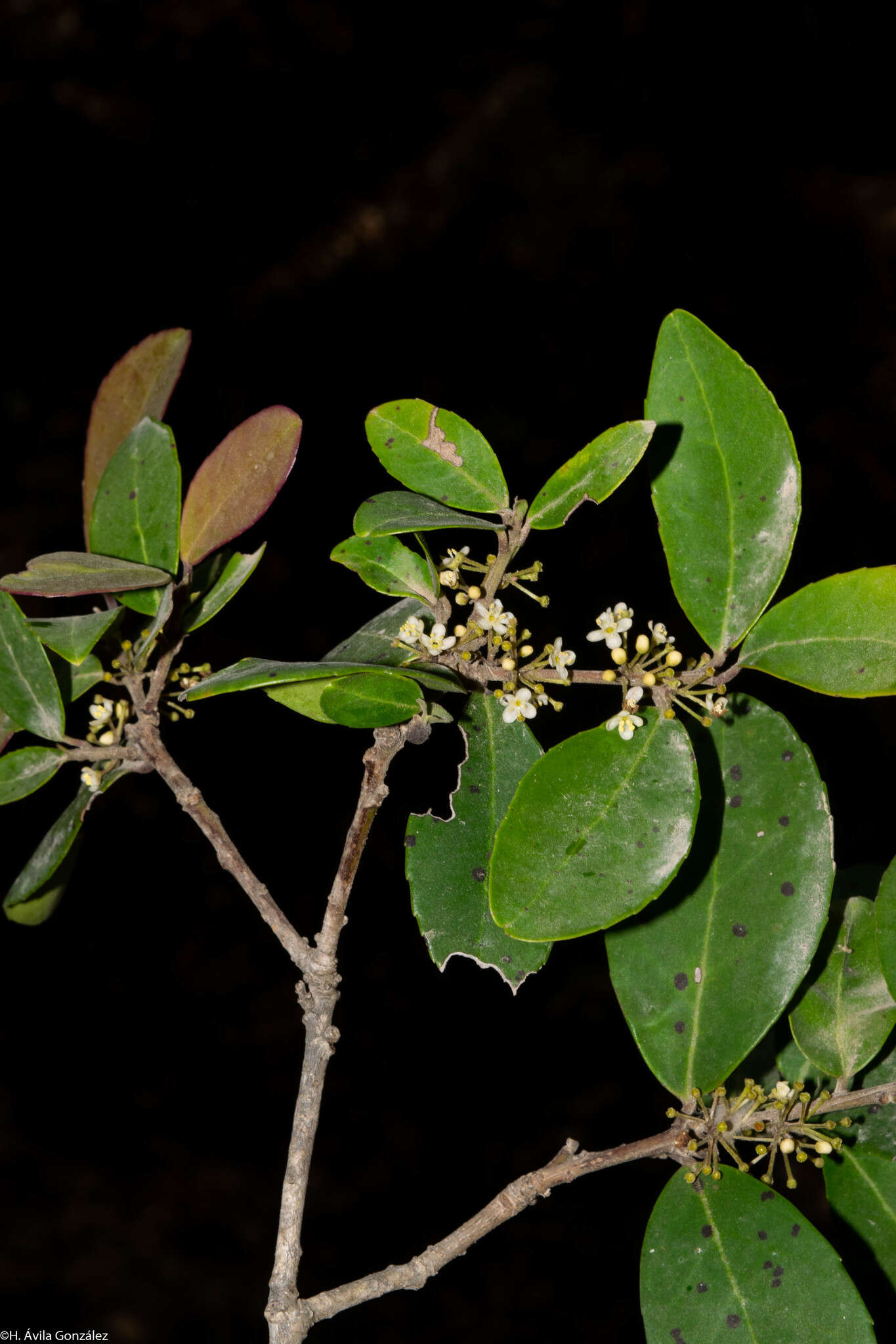 Image de Ilex dugesii Fern.