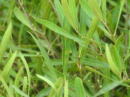 Image of Braueriella phillyreae (Low 1877)