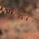 Image of Drimia secunda (B. Nord.) J. C. Manning & Goldblatt