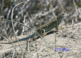 Liolaemus melanops Burmeister 1888 resmi