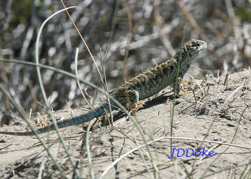 Liolaemus melanops Burmeister 1888 resmi