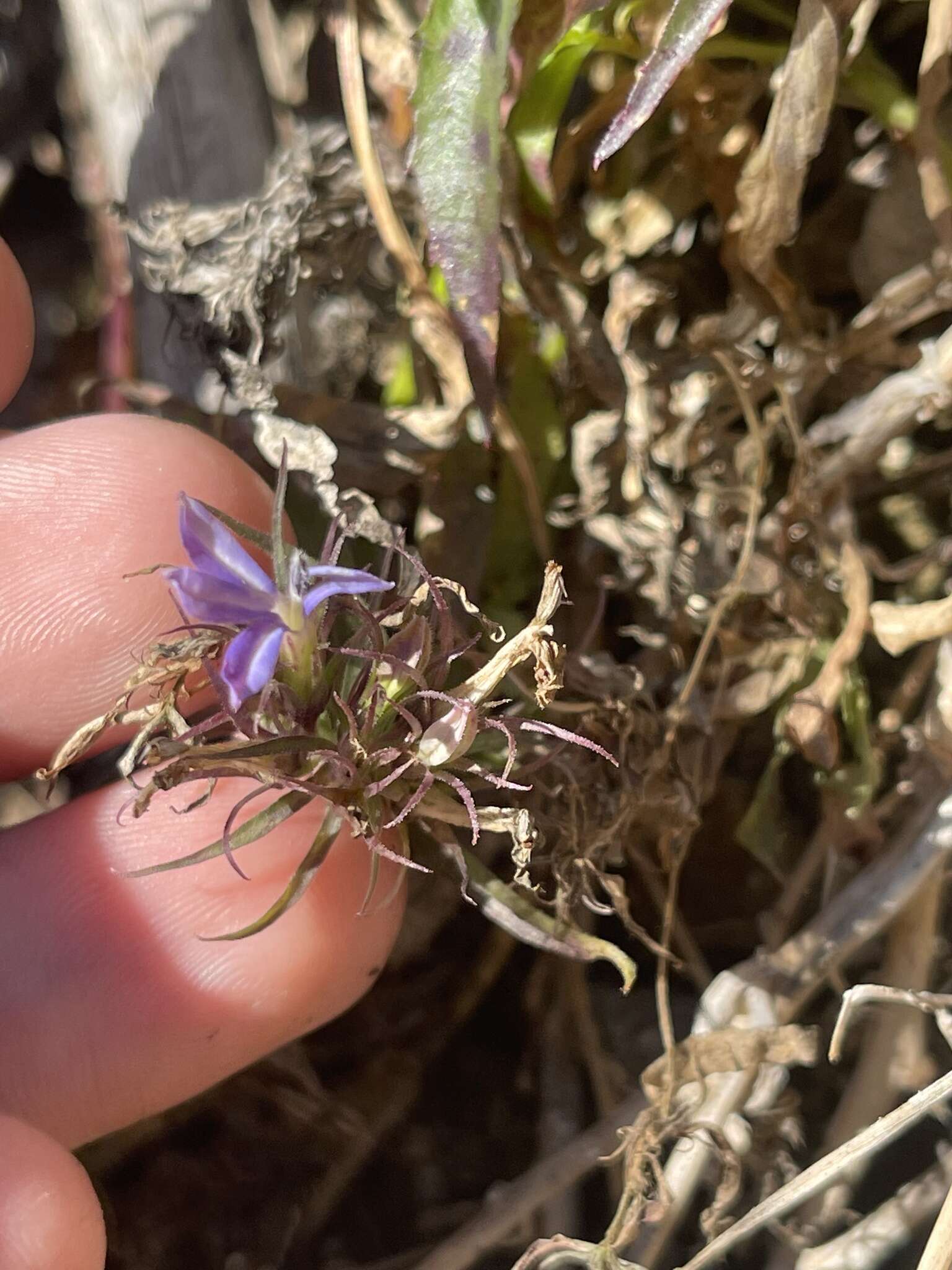 Image de Palmerella debilis subsp. serrata (A. Gray) Lammers