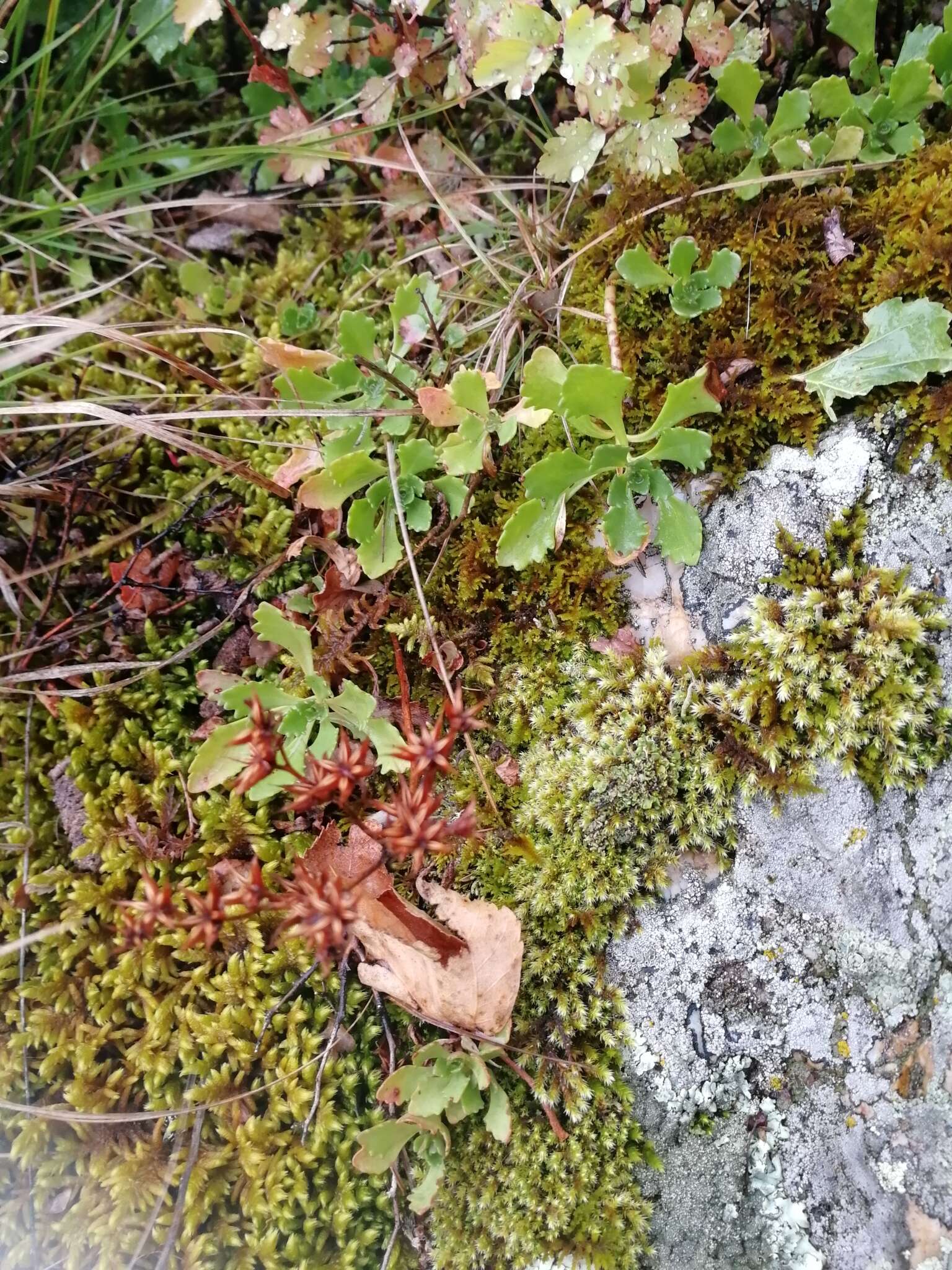 Image of hybrid stonecrop