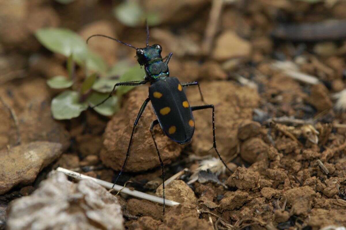 Image of Cicindela (Calochroa) safraneki (Werner & Wiesner 2008)