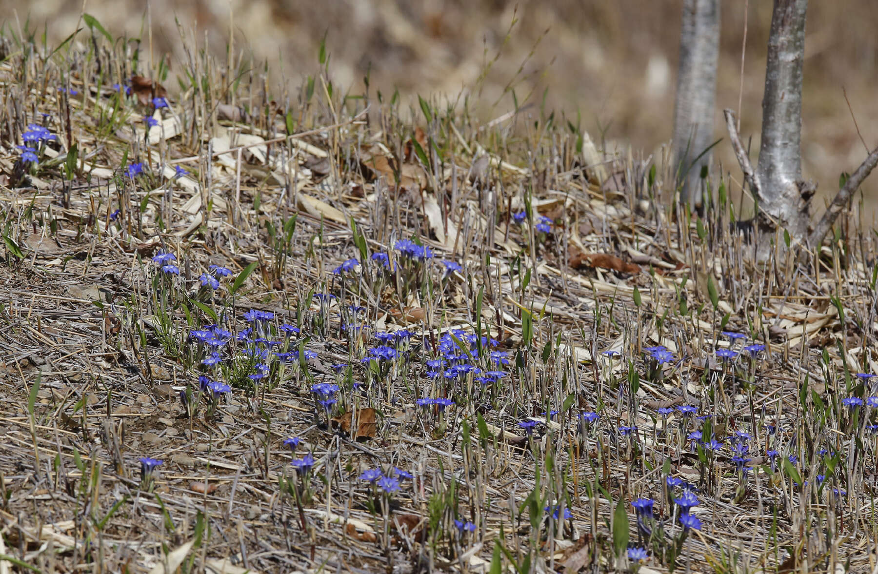 صورة Gentiana thunbergii var. thunbergii