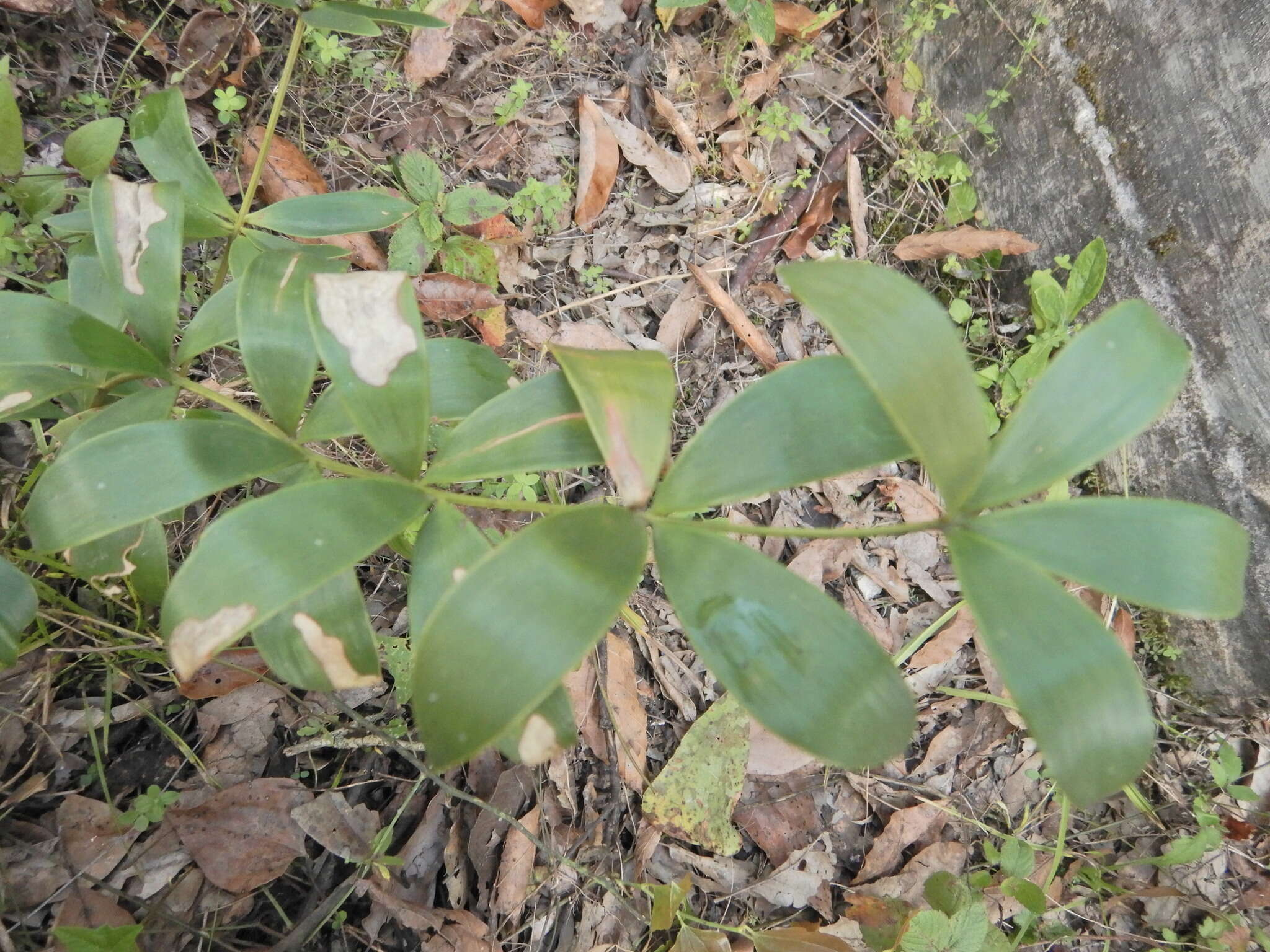 Image of Bamboo Cycad