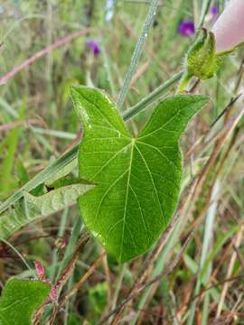 Image of Ipomoea emetica Choisy