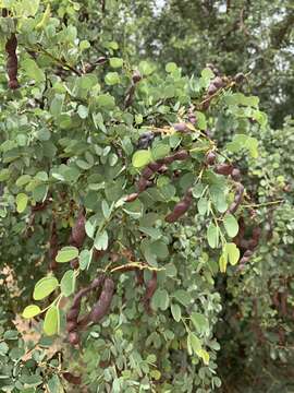 Image of Bauhinia rufescens Lam.