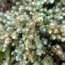 Image of Paronychia weberbaueri Chaudhri