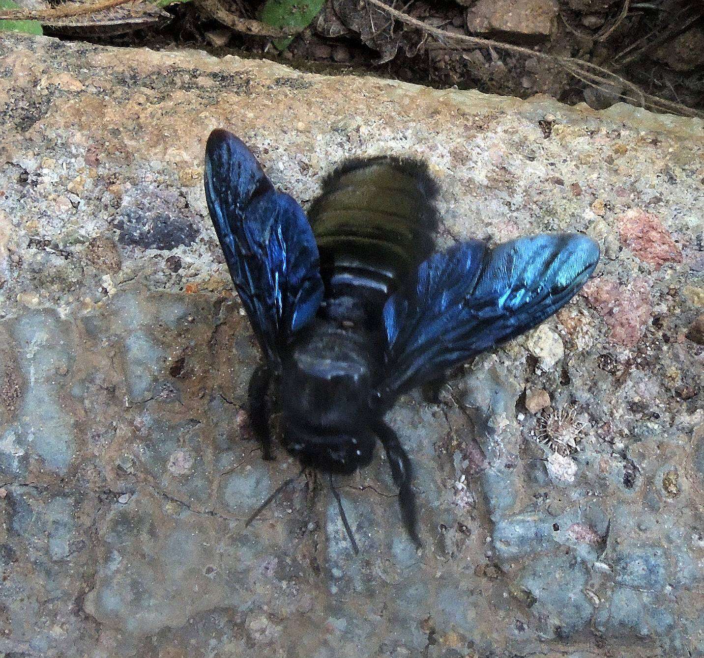 Plancia ëd Xylocopa fimbriata Fabricius 1804