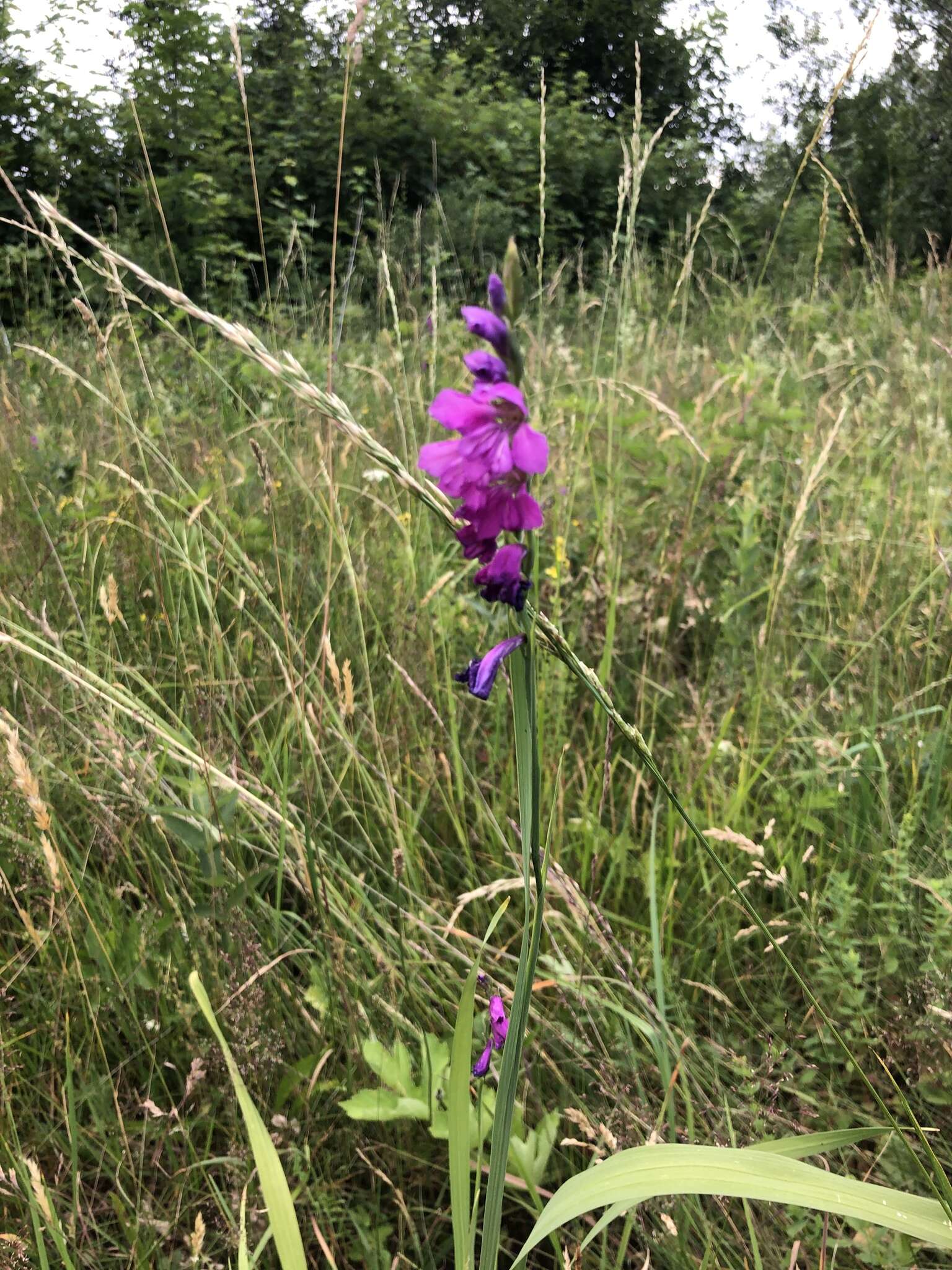 Слика од Gladiolus imbricatus L.