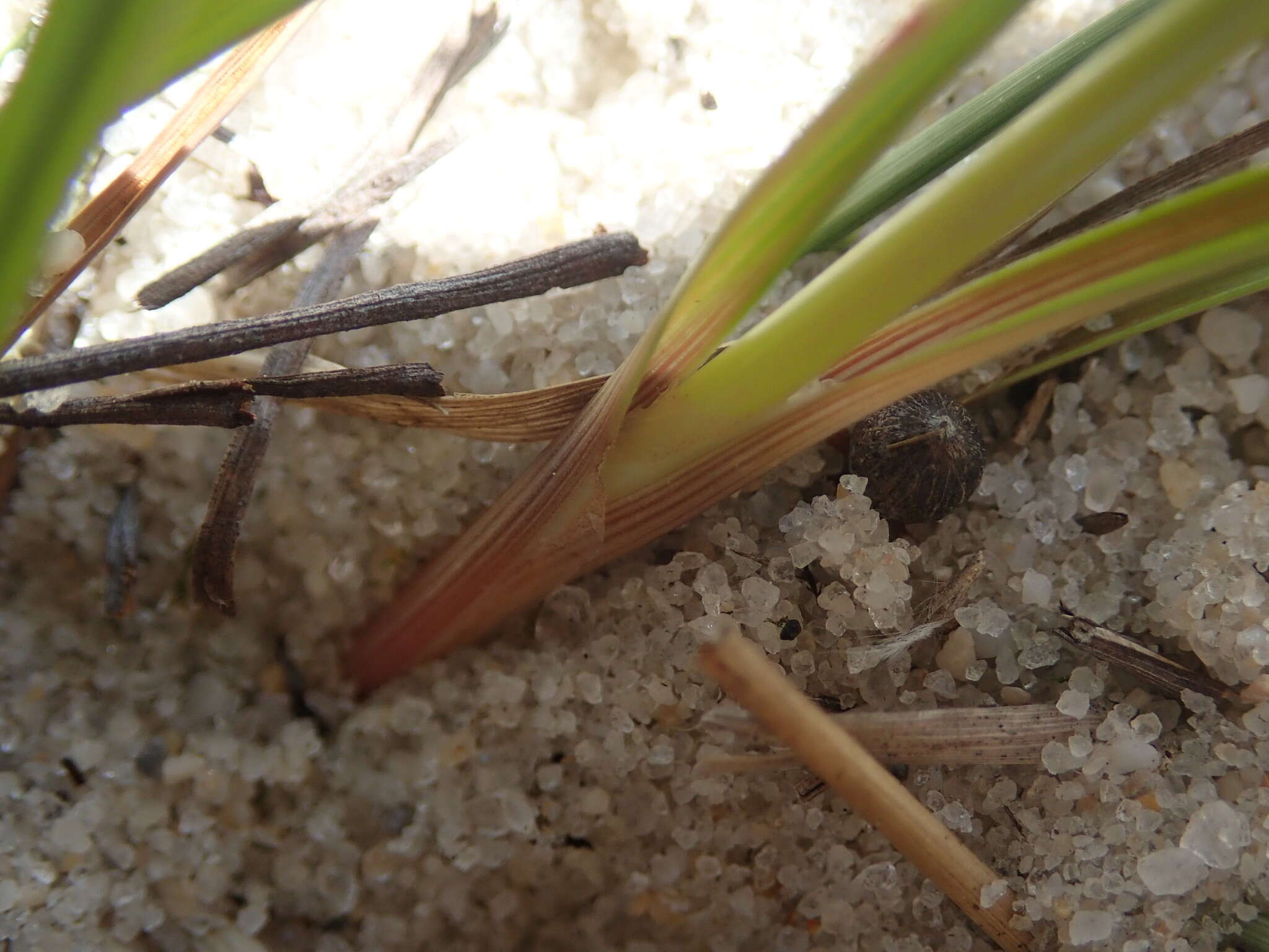 Image de Cyperus grayi Torr.