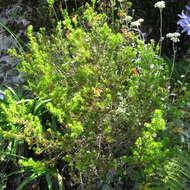 Image of Erica unicolor subsp. georgensis E. G. H. Oliv. & I. M. Oliv.